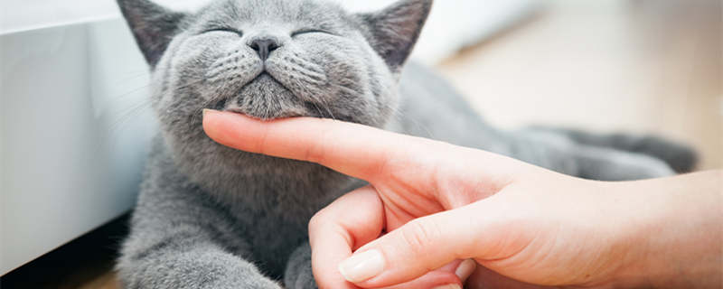 摄图网_304483623_快乐的小猫喜欢被女人和手打英国短发快乐的小猫喜欢被女人和手打（企业商用）_副本.jpg
