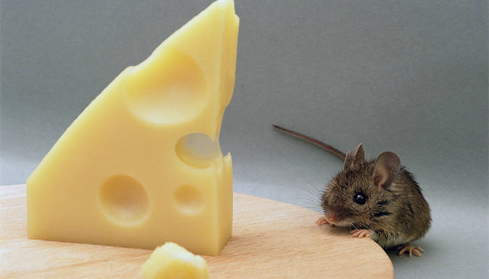 摄图网_501463247_老鼠吃瑞士奶酪（企业商用）_副本.jpg