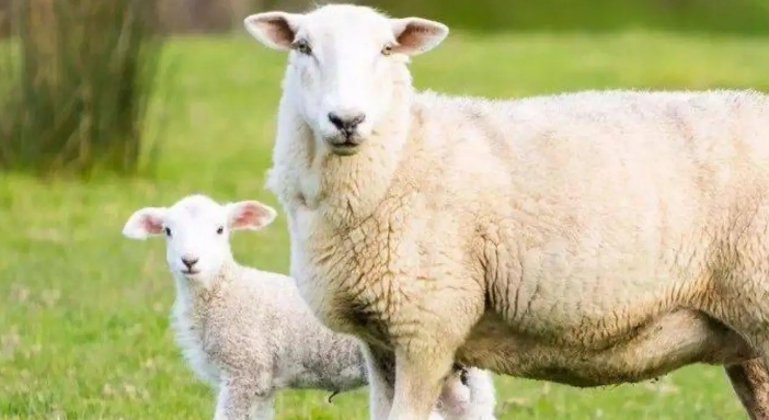 属羊上等命的出生时辰，生肖羊最好的出生时辰