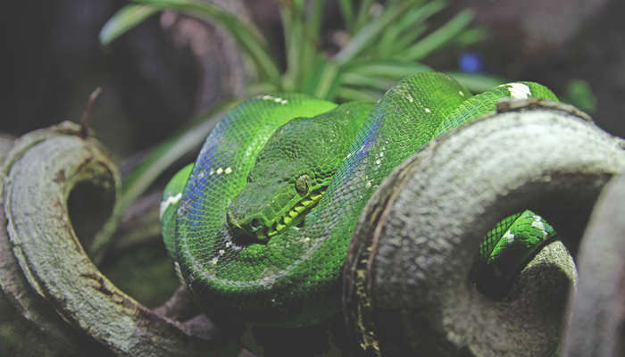 蛇7.jpg