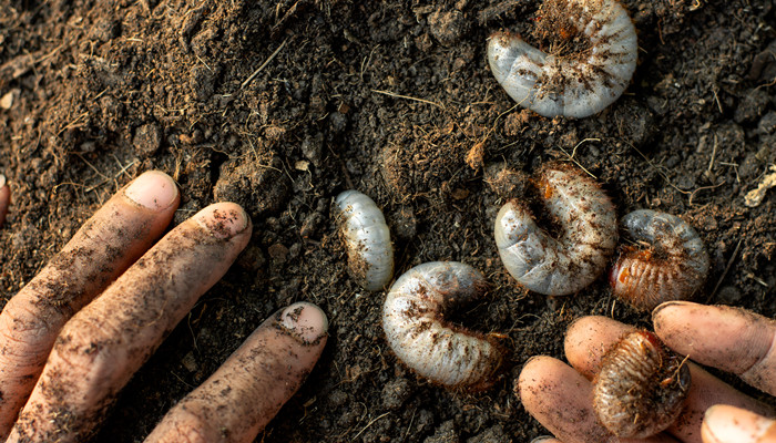 摄图网_307770344_野生动物地面沟甲虫的许多幼都埋在贫瘠的土壤中（企业商用）_副本.jpg