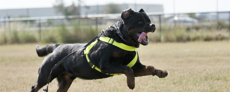 摄图网_305529960_训练警犬与攻击者进行训练（企业商用）_副本.jpg