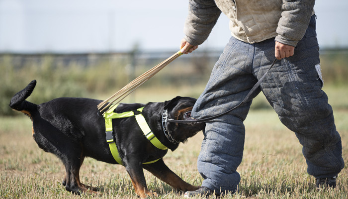 摄图网_305529962_训练警犬与攻击者进行训练（企业商用）_副本.jpg