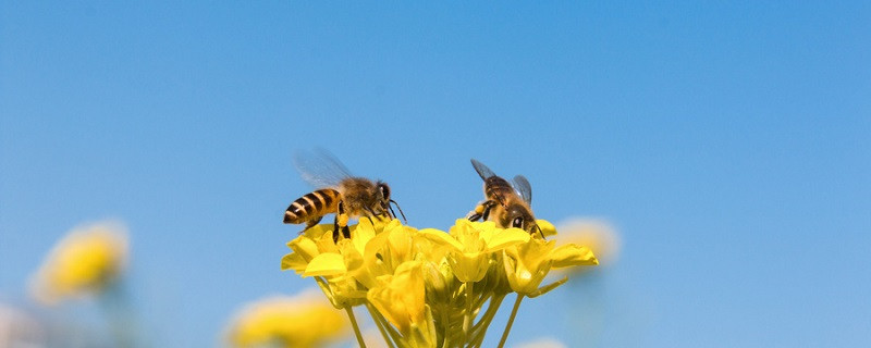 蜜蜂 1.jpg