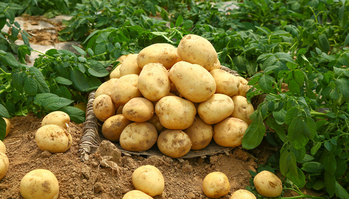 土豆3.jpg
