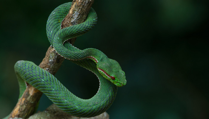 蛇13.jpg