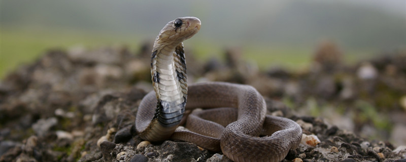 蛇88.jpg