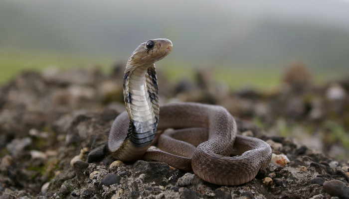 蛇87.jpg