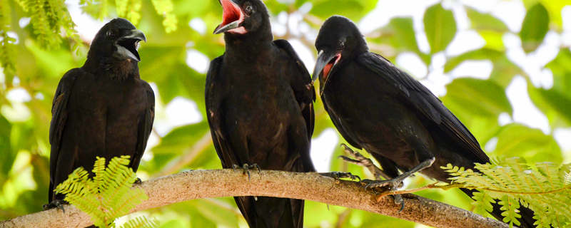 摄图网_305754141_树枝上三只有自然绿色背景的乌鸦黑鸟叫张嘴（企业商用副本.jpg
