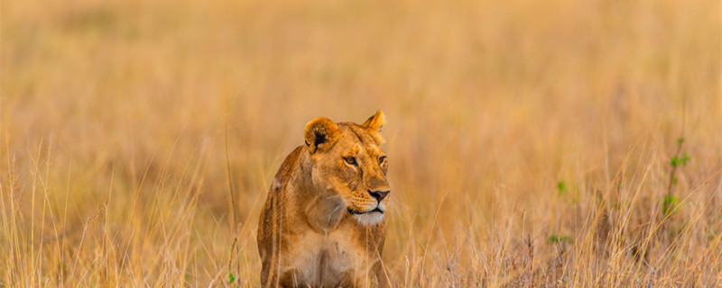 摄图网_501247579_banner_非洲捕猎的狮子（企业商用）_副本.jpg