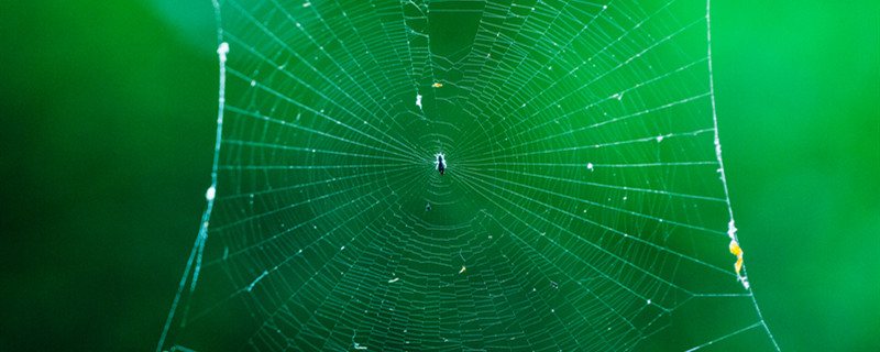 蜘蛛网1.jpg