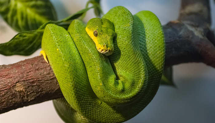 蛇绿7.jpg