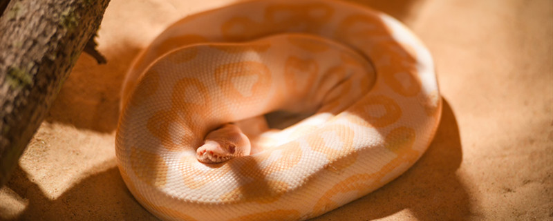 蛇55.jpg