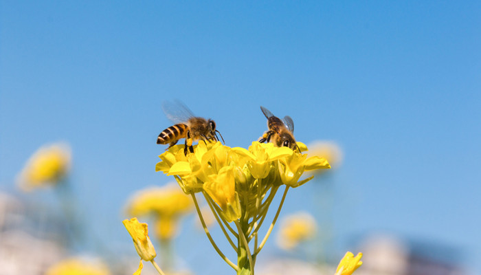 蜜蜂2.jpg