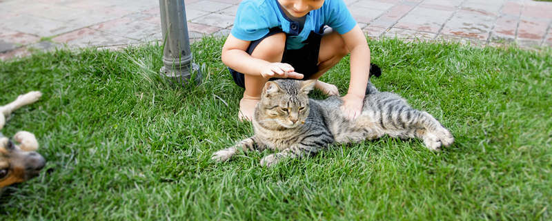 摄图网_3062_坐在草地上抚摸灰猫的小孩（企业商用）_副本_副本.jpg