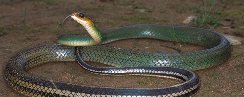 摄图网_303581902_绿色的老鼠蛇没有毒气丙烯酸酯inda（企业商用）本.jpg