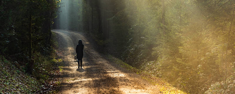 摄图网_307254500_女孩在阳光下与小鸟狗一起走在森林道路上的皮带（企业商用）本.jpg