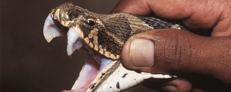 摄图网_303581921_daboiruselirusel显示竖立尖牙的毒蛇这些尖牙被封在保护粘膜上并在休息时被折叠有毒的katrj蛇公园punemahr（企业商用）_副本.jpg