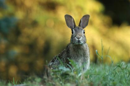 五月兔是什么意思 生肖兔被什么克