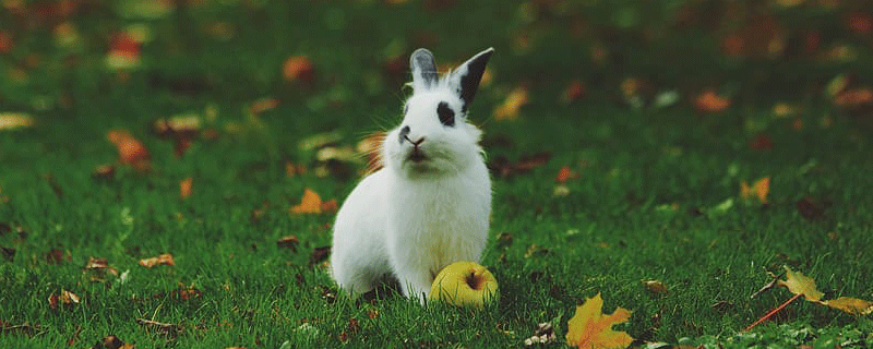 兔年是哪一年 兔年是哪一年出生