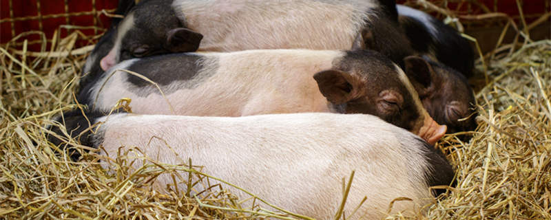 摄图网_304781059_小猪在睡觉农场动物（企业商副本.jpg